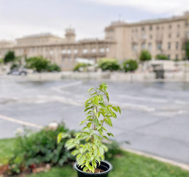 Ficus benjamina variegata - Variegated Weeping Fig 2