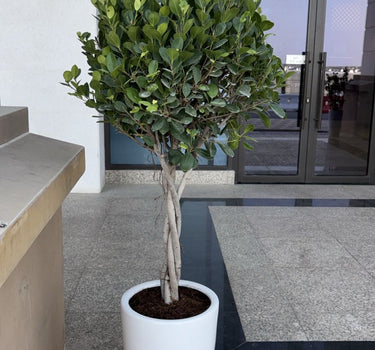 Ficus twisted Outdoor Plants UAE. Potted plant in front of a building entrance with glass doors and windows.