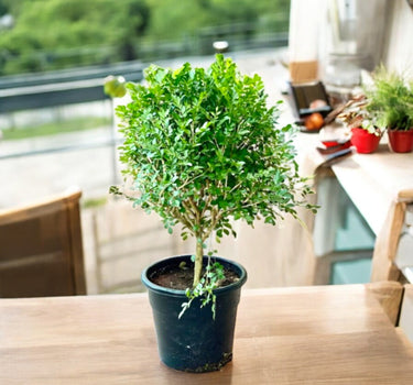 Murraya Paniculata ‘Exotica’ – Orange Jasmine 1