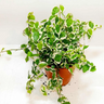 Ficus pumila – Variegated – Creeping Fig 1