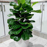 Fiddle Air Purifying Plants UAE. Potted plant on a tiled floor with white cabinets in the background