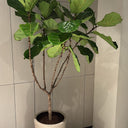 Fiddle Big Plants UAE. Potted plant in a neutral indoor setting