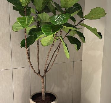 Fiddle Big Plants UAE. Potted plant in a neutral indoor setting