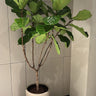 Fiddle Big Plants UAE. Potted plant in a neutral indoor setting