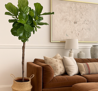Fiddle Big in Basket Indoor Plants UAE. Living room with a brown sofa, decorative pillows, and a large potted plant.