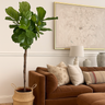 Fiddle Big in Basket Indoor Plants UAE. Living room with a brown sofa, decorative pillows, and a large potted plant.
