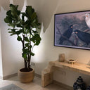 Fiddle Fig Tree Large in Beige Indoor Plants UAE. Room interior with a large potted plant, a wall-mounted TV displaying birds, and decorative items.