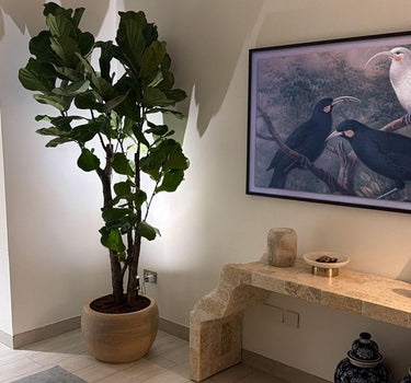 Fiddle Fig Tree Large in Beige Indoor Plants UAE. Room interior with a large potted plant, a wall-mounted TV displaying birds, and decorative items.