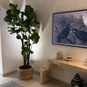 Fiddle Fig Tree Large in Beige Indoor Plants UAE. Room interior with a large potted plant, a wall-mounted TV displaying birds, and decorative items.