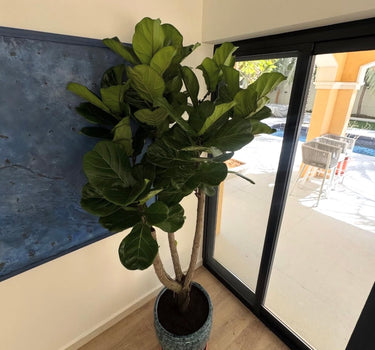 Fiddle Fig Tree in Luxury Ceramic Pot Plants UAE. Potted plant in a room with a large window.