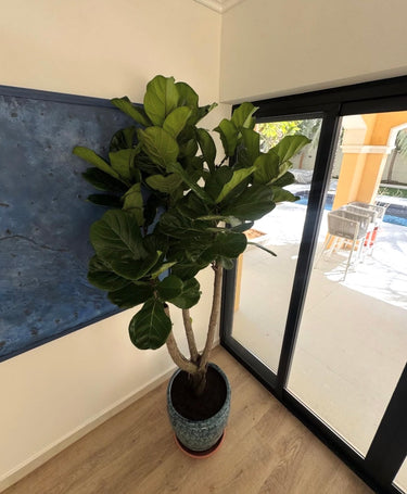 Fiddle Fig Tree in Luxury Ceramic Pot Plants UAE. Potted plant in a room with a large window.