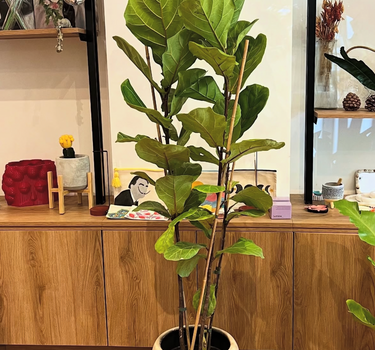 Fiddle Premium in Rustic Pot Indoor Plants UAE. Fiddle leaf fig plant in a pot on a wooden surface with a blurred indoor setting in the background.