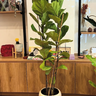 Fiddle Premium in Rustic Pot Indoor Plants UAE. Fiddle leaf fig plant in a pot on a wooden surface with a blurred indoor setting in the background.