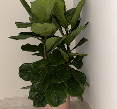 Fiddle Tree in UAE. Potted plant in a corner of a room with white walls and floor.