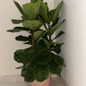 Fiddle Tree in UAE. Potted plant in a corner of a room with white walls and floor.