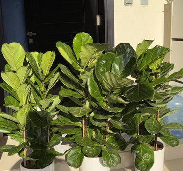 Fig Tree Bundle 3pc Plants UAE. Three potted fiddle leaf fig plants on a stone ledge outside a building.