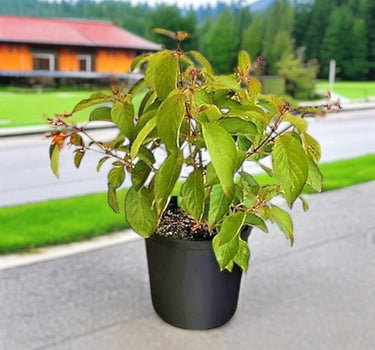 Hamelia Patens or Fire Bush 2