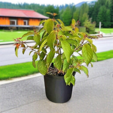 Hamelia Patens or Fire Bush 2
