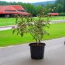 Hamelia Patens or Fire Bush 1