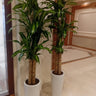 Fortune Plant (150–160 cm) Indoor Plants UAE. Two tall potted plants in a room with a mirror and a door in the background.