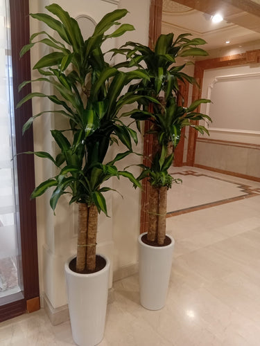 Fortune Plant (150–160 cm) Indoor Plants UAE. Two tall potted plants in a room with a mirror and a door in the background.