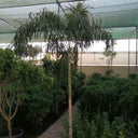 Foxtail Palm (2m–2.5m) Outdoor Large Plants Dubai. Tall potted plant under a green roof in an outdoor setting
