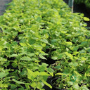 Mint Plant or Mentha 3