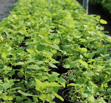 Mint Plant or Mentha 3