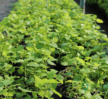 Mint Plant or Mentha 3