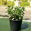 Mint Plant or Mentha 1