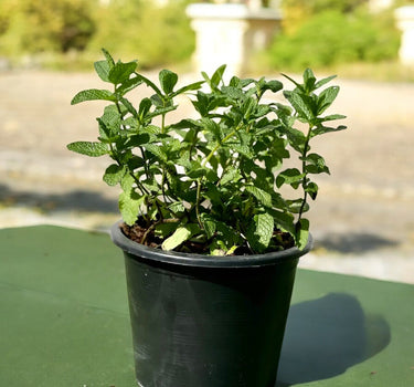 Mint Plant or Mentha 1