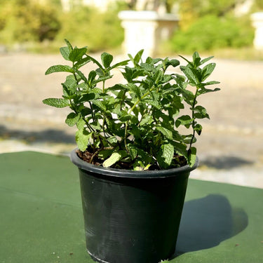 Mint Plant or Mentha 1