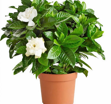 Gardenia Jasminoides – Cape Jasmine (Outdoor) 2