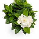 Gardenia Good Smelling Flower Plants UAE. White flowers with green leaves on a white background