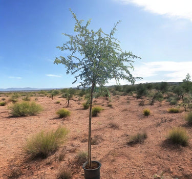Ghaf Tree – Prosopis Cineraria 2