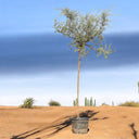 Ghaf Tree – Prosopis Cineraria 3