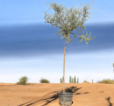Ghaf Tree – Prosopis Cineraria 3