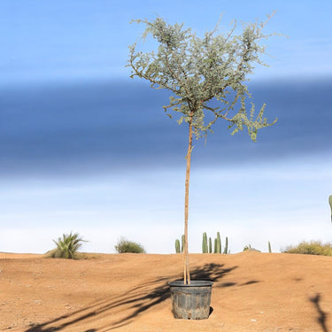 Ghaf Tree – Prosopis Cineraria 3