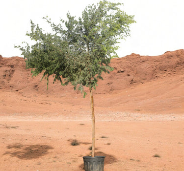 Ghaf Tree – Prosopis Cineraria 4