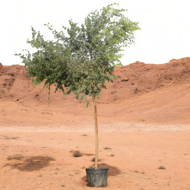 Ghaf Tree – Prosopis Cineraria 4