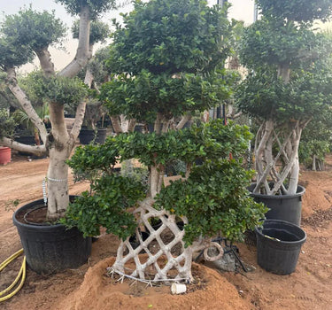 Giant Bonsai Cage Trunk Plants UAE. Potted trees with decorative lattice structures on dirt ground