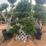 Giant Bonsai Cage Trunk Plants UAE. Potted trees with decorative lattice structures on dirt ground