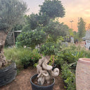 Giant Bonsai Designed Thick Trunk Outdoor Plants UAE