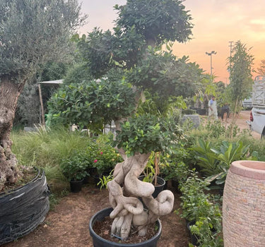 Giant Bonsai Designed Thick Trunk Outdoor Plants UAE