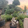 Giant Bonsai Designed Thick Trunk Outdoor Plants UAE