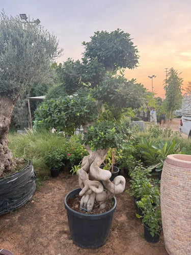 Giant Bonsai Designed Thick Trunk Outdoor Plants UAE
