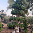Giant Bonsai Macro Design 3M Plants UAE.Large potted tree with intricate root system in a garden setting