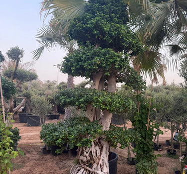 Giant Bonsai Macro Design 3M Plants UAE.Large potted tree with intricate root system in a garden setting