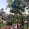 Giant Bonsai Macro Design 3M Plants UAE.Large potted tree with intricate root system in a garden setting