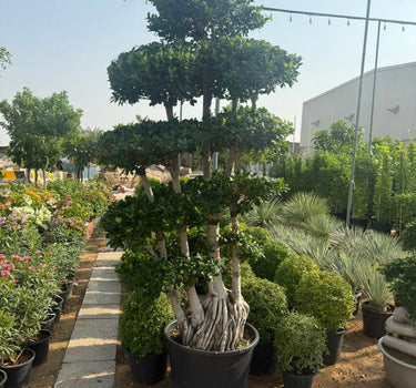 Giant Bonsai Macro Design Trunk Plants UAE. Tall potted tree with layered foliage in a garden setting
